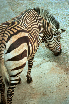 Mr. Zebra