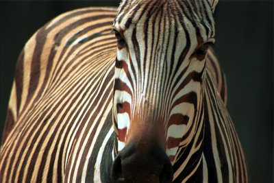 Mr. Zebra