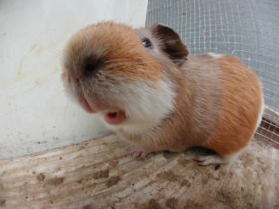 Bob the big nosed guinea pig (i stand corrected)