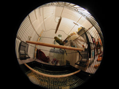in th bird cage