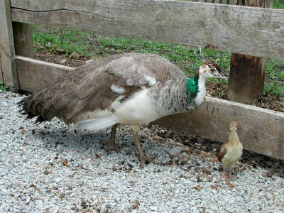 mother peacock with baby chick
