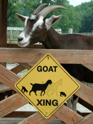 goat xing portrait