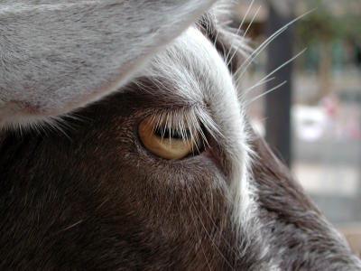 goat eye