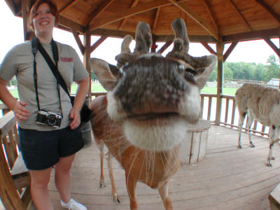 pose with the deer