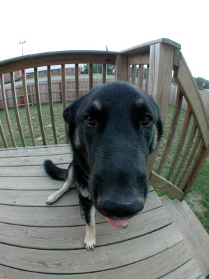 bella the big nosed dog