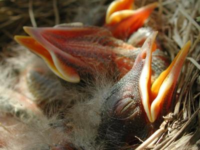 sleeping baby bird