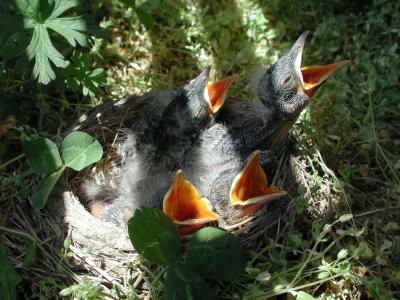  sunlight over birdies