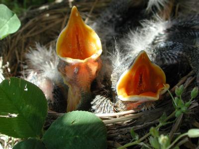 I can open my beak farther then yours...