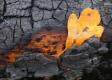 Fallen Leaf on Burnt Log .jpg