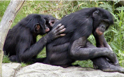 bonobos Cincinnati Zoo
