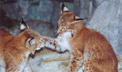 lynx kits play Cincinnati Zoo