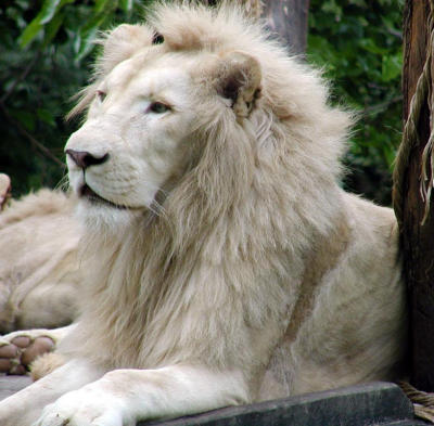 white lion male Cincinnati Zoo