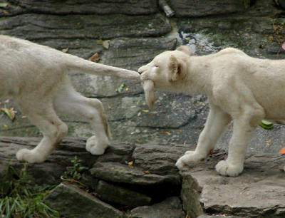 white lion cub pull tail Cincinnati Zoo