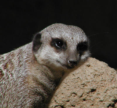meerkat snuggle rock Louisville Zoo