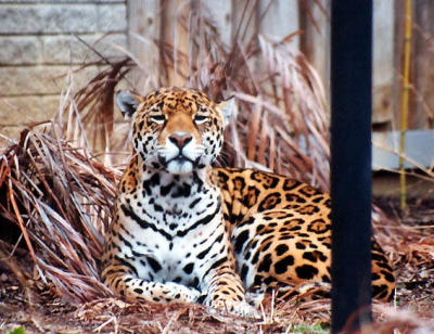 jaguar Louisville Zoo