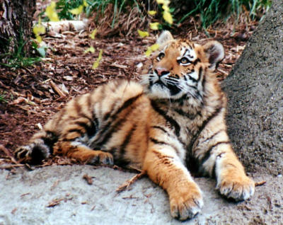 tiger cub 9mos Indianapolis Zoo