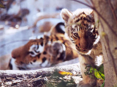 tiger cub mom Indianapolis Zoo