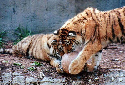 tiger cubs ball Indianapolis Zoo