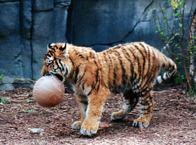 tiger cub ball Indianapolis Zoo