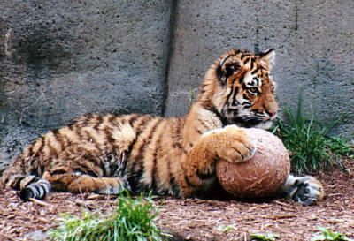 tiger cub ball Indianapolis Zoo