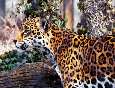 jaguar Louisville Zoo