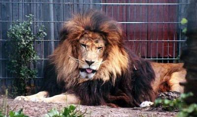 Barbary Lion  Black Pine Animal Park