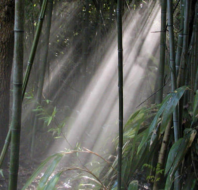 sun thru bamboo