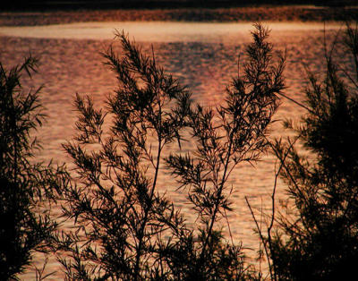 sunset river thru weeds