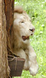 white lion male Cincinnati Zoo