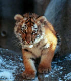 tiger cub Indianapolis Zoo