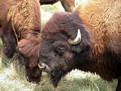 bison 722.jpg