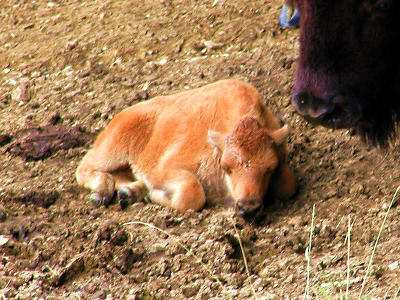 bison calf 2 722.jpg