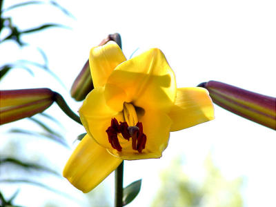 day lily yellow 3.jpg