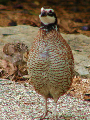 quail 814.jpg
