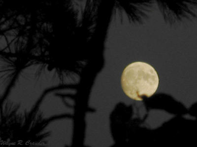 September Moon.jpg