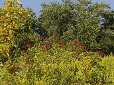 Fall Yard 1.jpg