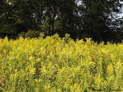 Fall Yard 2.jpg