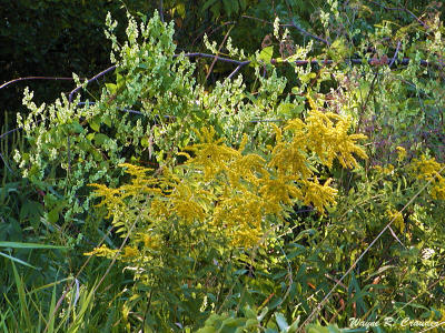 Fall Yard 4.jpg
