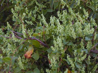 seeds2.jpg