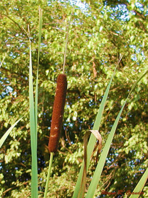 cattail.jpg