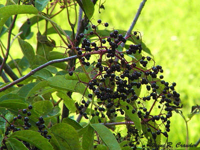 elder berries.jpg