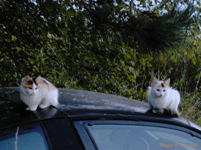kittens915.jpg