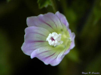 Tiny Flower.jpg