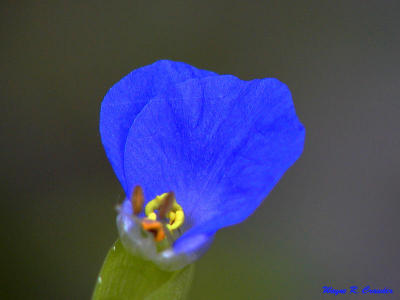 Blue flower.jpg