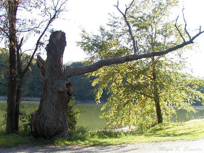 Guard tree.jpg