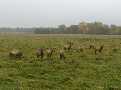 Elk in Rain 1013.jpg