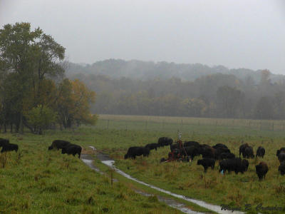 Bison in Rain 1013.jpg