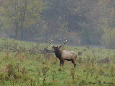 Bull Elk 1013.jpg