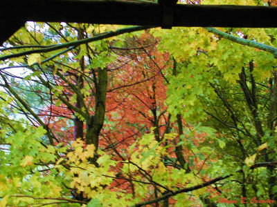 Fall Leaves 1013.jpg