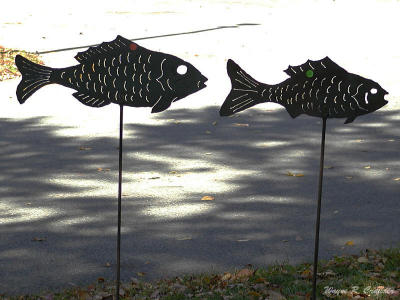 Fish.jpg
